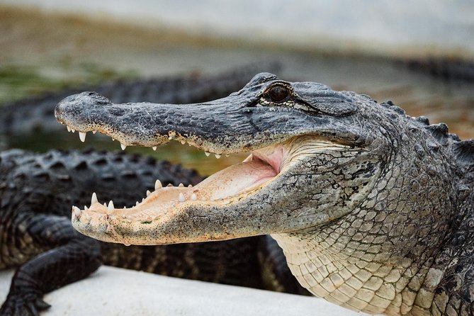 Everglades VIP Airboat Tour With Transportation Included - Guest Experiences