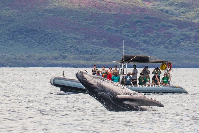 Eye-Level Whale Watching Eco-Raft Tour From Lahaina - Meeting and Check-in Details