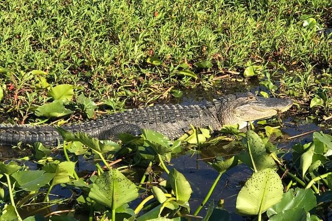 Florida Everglades Airboat Tour and Wild Florida Admission With Optional Lunch - Airboat Ride Experience