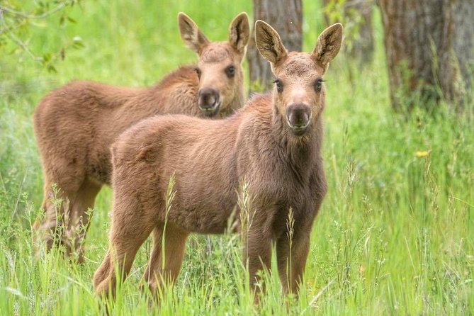 From Jackson Hole: Yellowstone Old Faithful, Waterfalls and Wildlife Day Tour - Marveling at the Grand Canyon of Yellowstone