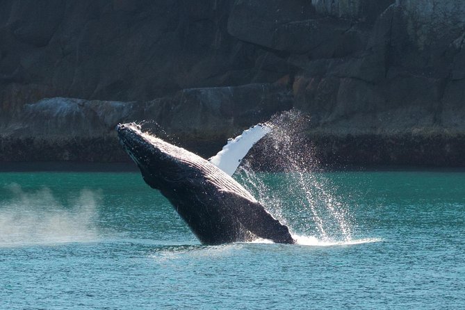 Full-Day Kenai Fjords National Park Cruise - Spotting Native Wildlife