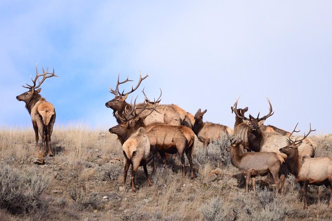 Grand Teton Wildlife Safari in a Enclosed or Open-Air Vehicle (Season Dependent) - Scenic Routes and Photography