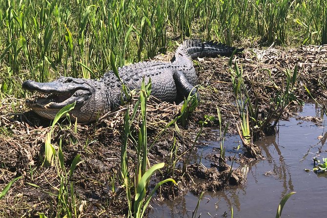 Guided Boat Tour of New Orleans Bayou and Wildlife - Customer Reviews and Feedback