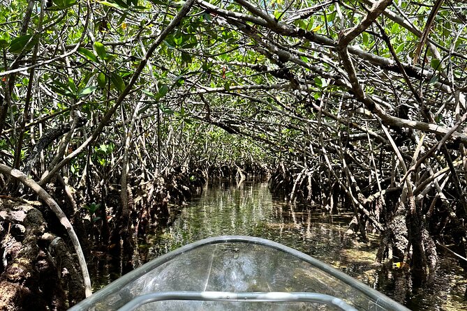 Guided Clear Kayak Eco-Tour Near Key West - Safety Precautions