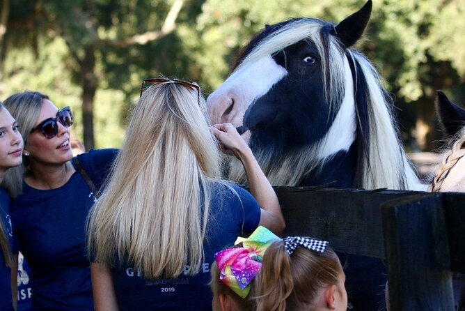 Gypsy Gold Horse Farm Tour - Informative Sessions on the History of Gypsy Horses