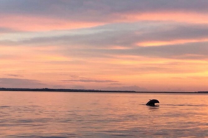 Hilton Head Island Dolphin Boat Cruise - Educational Narration and Insights