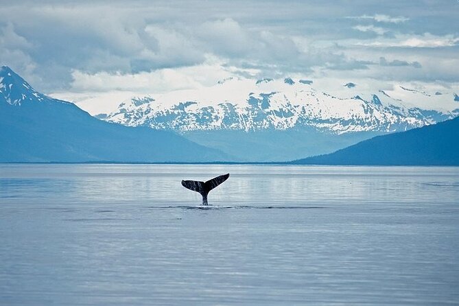 Juneau Wildlife Whale Watching & Mendenhall Glacier - Meeting and Pickup Details