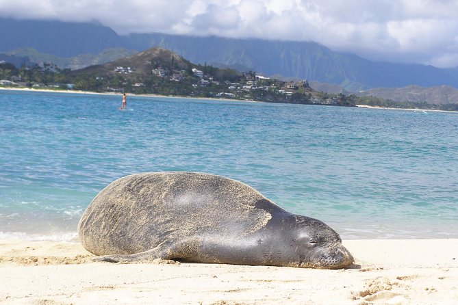 Kailua Bay, Oahu: Epic Kayak Adventure With Beachside Lunch - Discovering the Islands Diverse Bird Sanctuaries