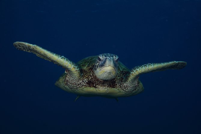 Kauai's Ultimate Guided Shore Snorkel: South Poipu - Experience and Safety