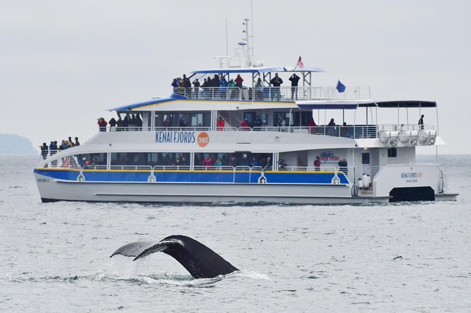 Kenai Fjords National Park Glacier & Wildlife Cruise - Meeting and Departure Details