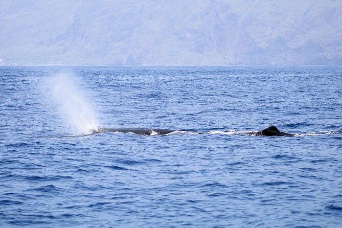 Madeira Dolphin & Whale Watching Tour - Pricing and Availability