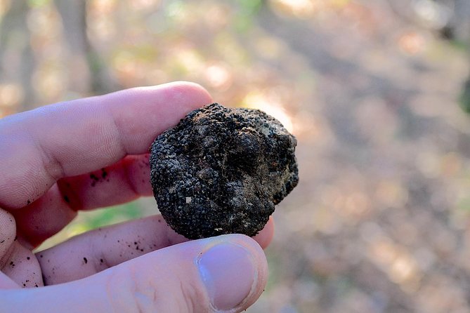 Truffle Hunting Experience With Lunch in San Miniato - Guided Truffle Hunt With Expert Forager