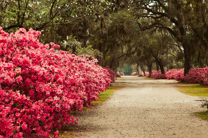 2-Hour Bonaventure Cemetery Walking Tour - Feedback From Previous Travelers