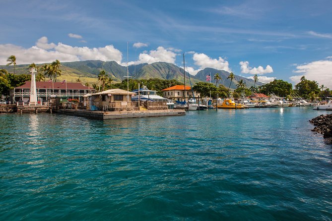 2-Hour Oahu Whale Watch From Ala Wai Harbor, Waikiki - Customer Experiences and Feedback