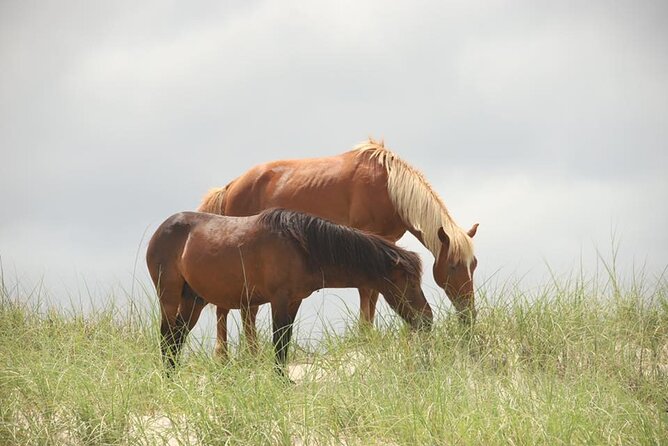 2-hour Outer Banks Wild Horse Tour by 4WD Truck - Booking and Cancellation Policy