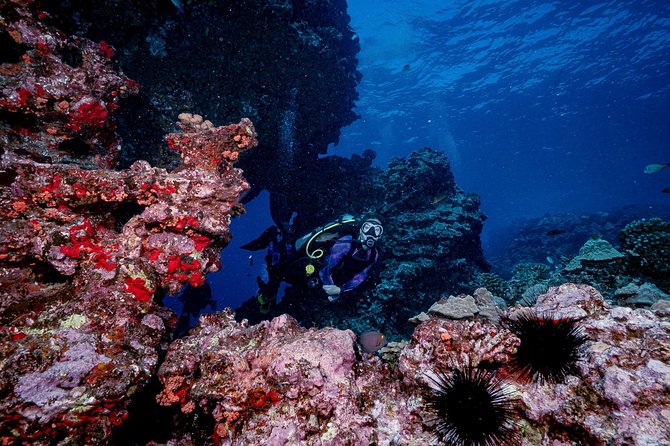 2 Tank Lanai Cathedral Scuba Dive Via Boat for Certified Divers - Certification and Experience Requirements