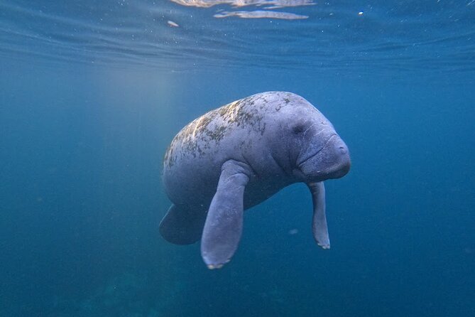 3-Hour Small Group All-Inclusive Manatee Swim With Photo Package - Booking and Pricing