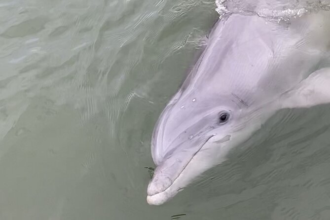 90-Minute Private Dolphin Tour in Hilton Head Island - Booking and Flexibility