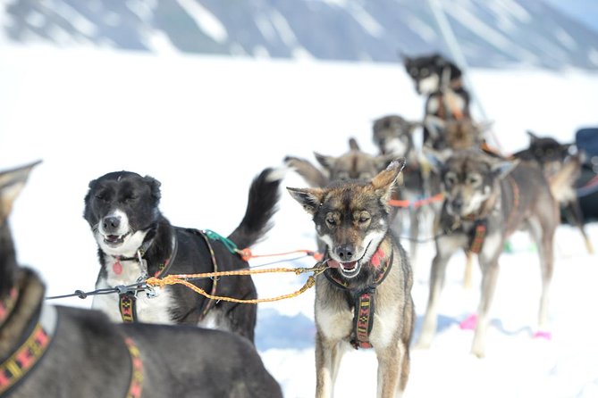 Alaska Helicopter and Glacier Dogsled Tour - ANCHORAGE AREA - Inclusion and Requirements