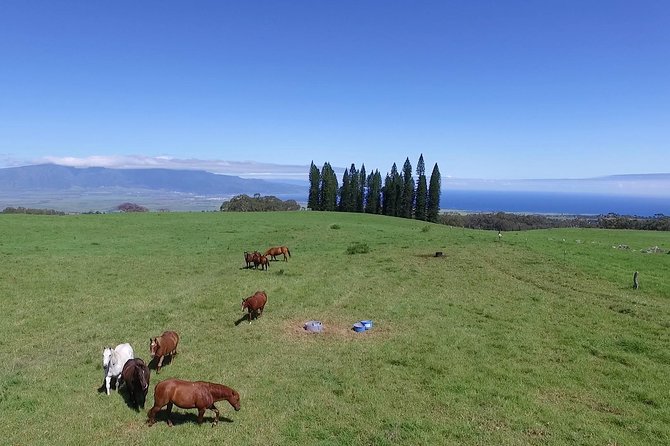 Best Haleakala Downhill Self-Guided Bike Tour With Maui Sunriders - Customer Reviews and Experiences