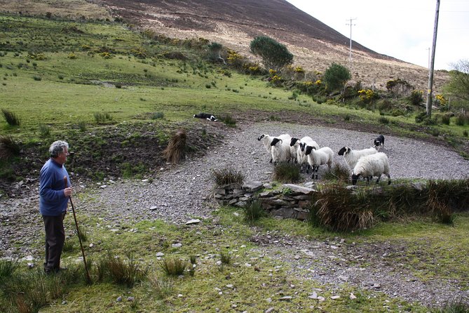 Best Ring of Kerry Tour Ex Killarney Inc Killarney National Park - Traveler Reviews and Experiences