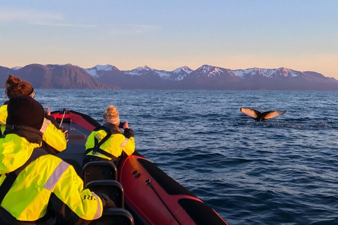 Big Whales & Puffins RIB Boat Tour From Húsavík - Customer Feedback and Recommendations