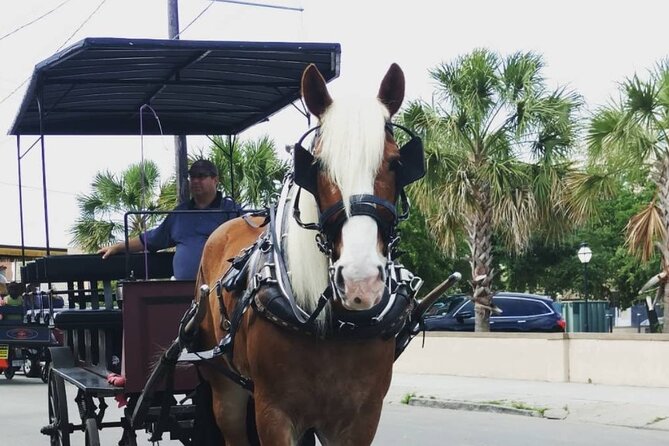 Charlestons Historic Residential Horse and Carriage Tour - Weathering the Elements