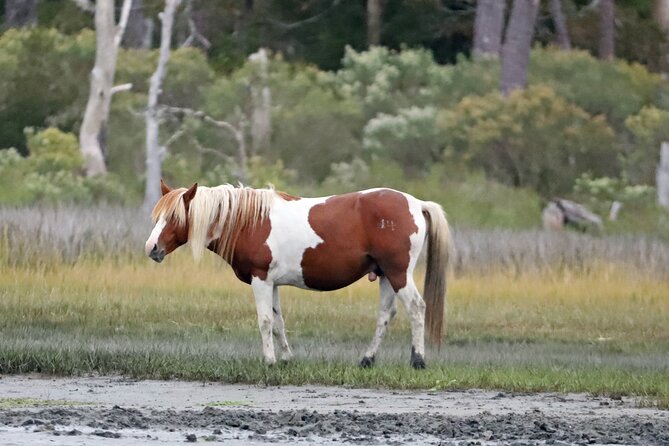 Chincoteagues Up The Bay Pony and Wildlife Tour by Boat - Captain Mikes Expertise