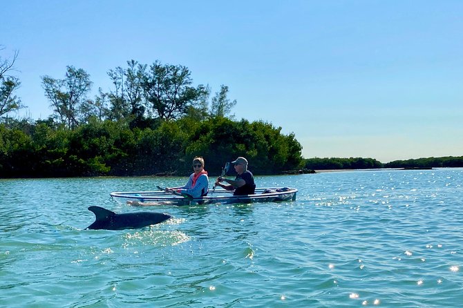 Clear Kayak Tour of Shell Key Preserve and Tampa Bay Area - Experiencing Shell Key Preserve