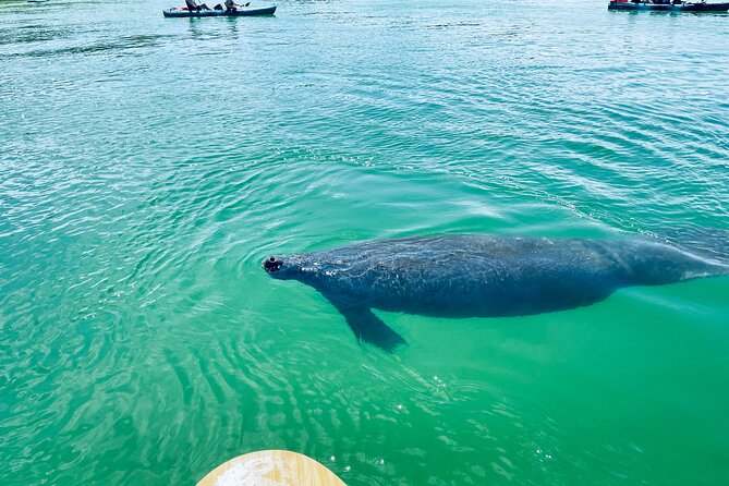 Dolphin and Manatee Adventure Tour of Fort Myers - Cancellation and Accessibility