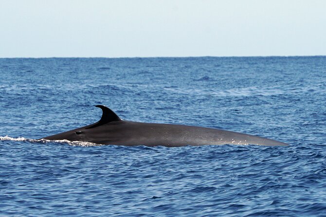 Dolphin - Whale - Turtle - Bird Watching - Traveler Experiences and Feedback