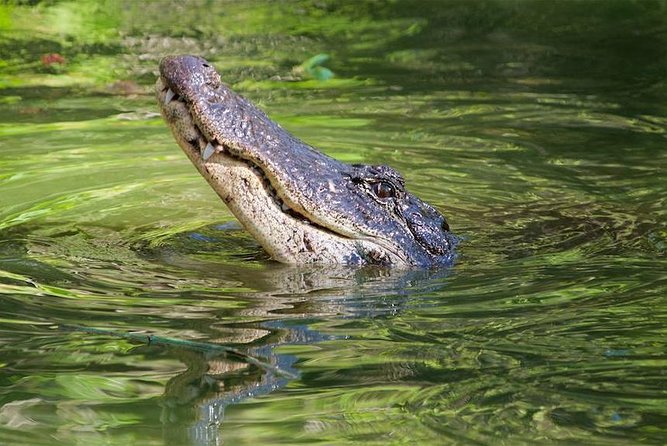 Everglades Day Safari From Ft Lauderdale - Guest Reviews and Feedback