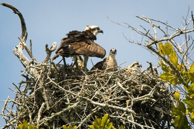 Everglades National Park Biologist Led Adventure: Cruise, Hike + Airboat - Wildlife Sightings and Encounters