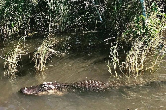 Everglades Tour From Miami With Transportation - Accessibility and Accommodation