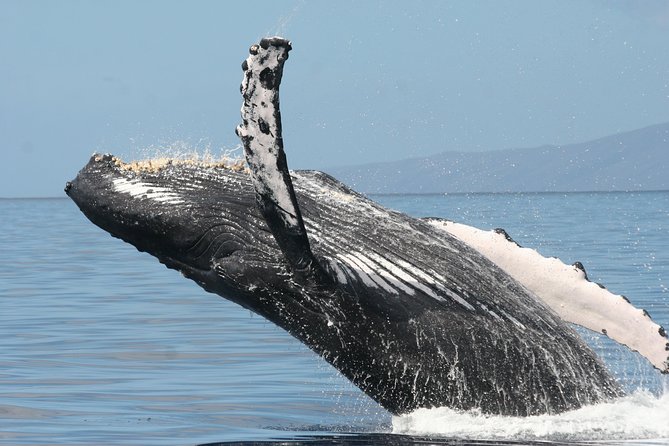 From Maalaea: Whale Watching Tour Aboard the Quicksilver - Customer Feedback