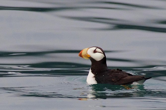 Full-Day Kenai Fjords National Park Cruise - Scenic Views of Tidewater Glaciers