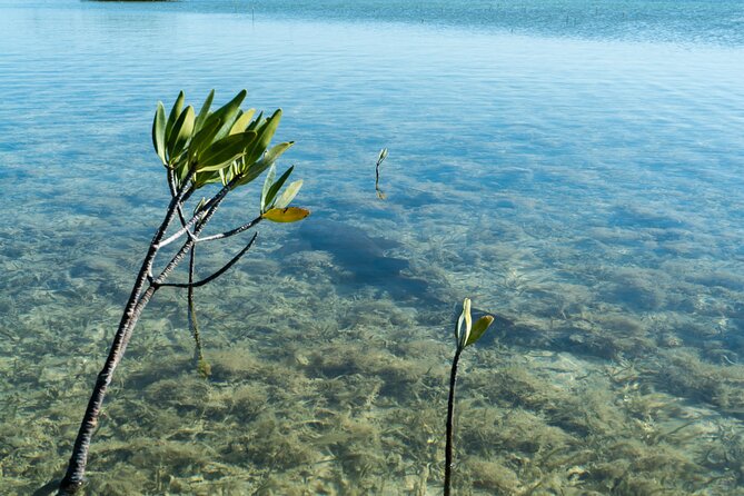 Guided Clear Kayak Eco-Tour Near Key West - Amenities and Gear