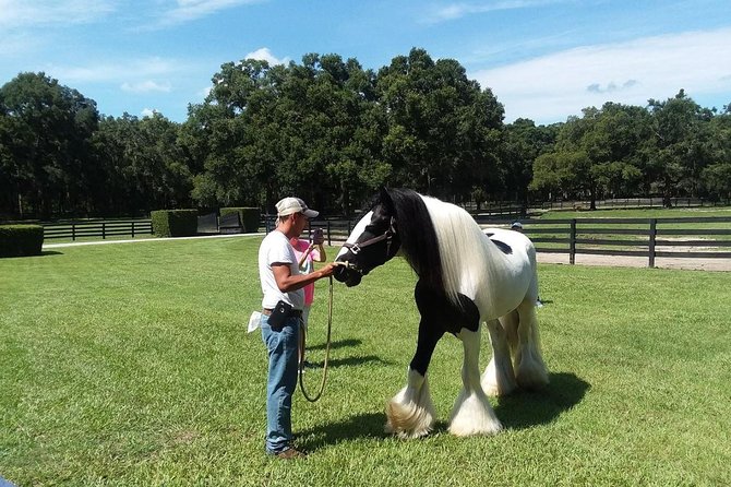 Gypsy Gold Horse Farm Tour - Ideal Family Outing and Accessibility