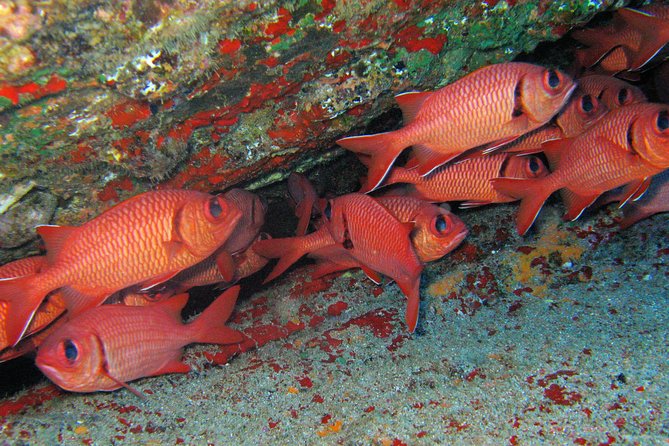 Kauai's Ultimate Guided Shore Snorkel: South Poipu - Customer Feedback and Recommendations