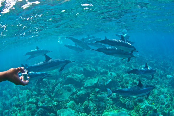 Kealakekua Bay Snorkeling Tour - 4 Hour Kona Zodiac Adventure - Safety and Accessibility