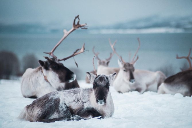 Reindeer Visit, and Sami Culture Including Lunch From Tromso - Transportation and Meeting Point