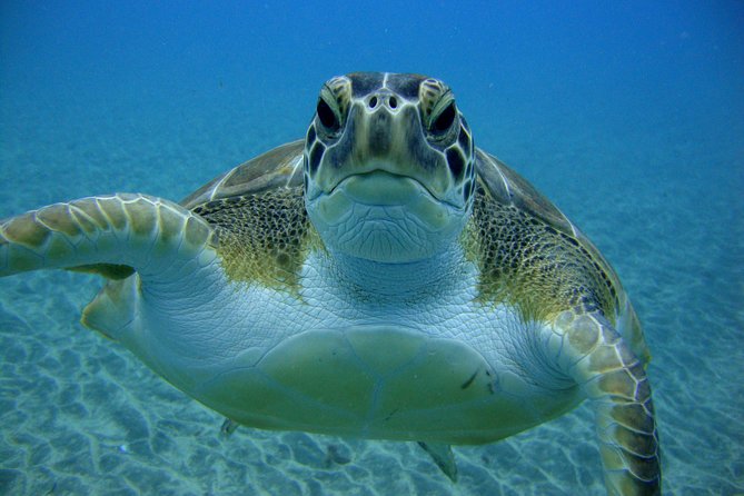 Scuba Dive Excursion for Beginners in a Turtle Area - Customer Feedback and Experiences