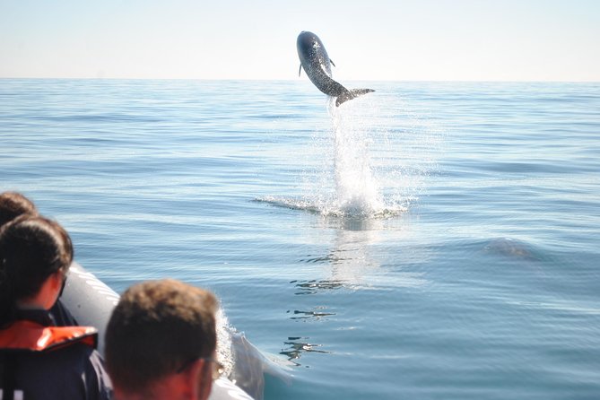 Sealife Sea Safari, Dolphin Watching With Marine Biologists Lagos - Memorable Experiences