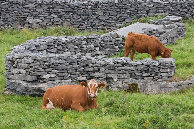 Small Group - Cliffs Cruise, Aran Islands and Connemara in One Day From Galway - Accessibility and Weather Dependency