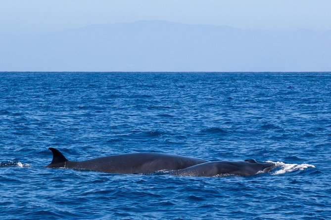 Tenerife 3-Hour Discover Whales and Dolphins - Immersive Snorkeling and Swimming