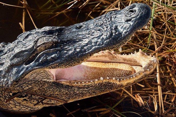 1-Hour Air Boat Ride and Nature Walk With Naturalist in Everglades National Park - Wildlife Encounters