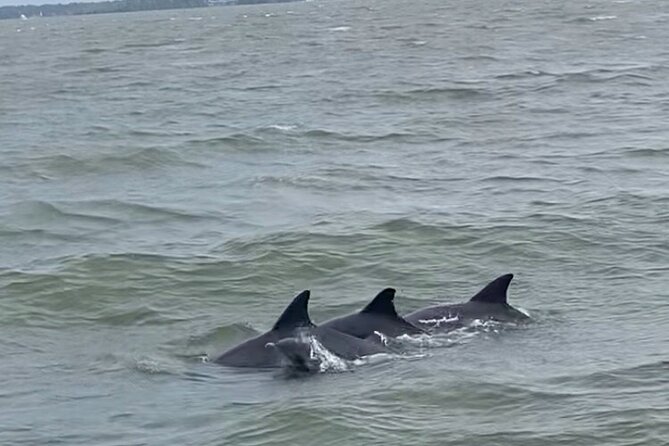 90-Minute Private Dolphin Tour in Hilton Head Island - Exploring the Lowcountry Ecosystem