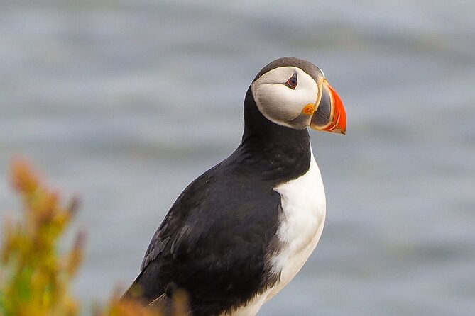 Big Whales & Puffins RIB Boat Tour From Húsavík - Exploring the Coastal Landscape