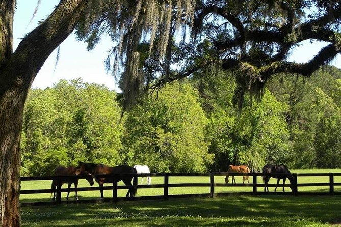 Boone Hall Plantation All-Access Admission Ticket - Exploring the Plantation Grounds