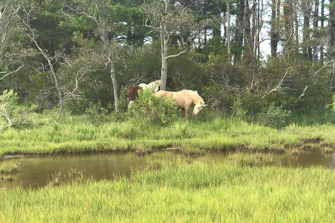 Chincoteagues Up The Bay Pony and Wildlife Tour by Boat - Comfortable and Safe Boat Trip